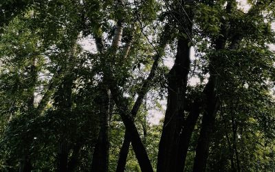 Nature’s Role in Boosting Mental Well-Being
