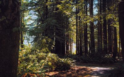 Discover Hidden Trails and Find Solitude in Nature