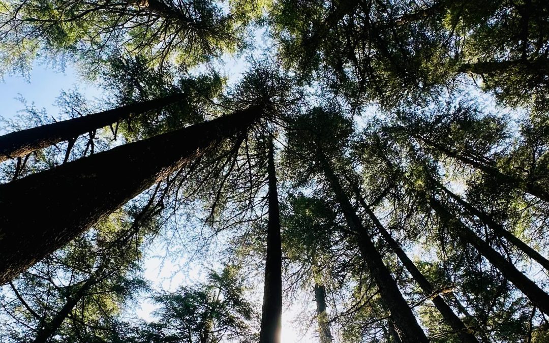 Discover the Stress-Relief Benefits of Forest Walks