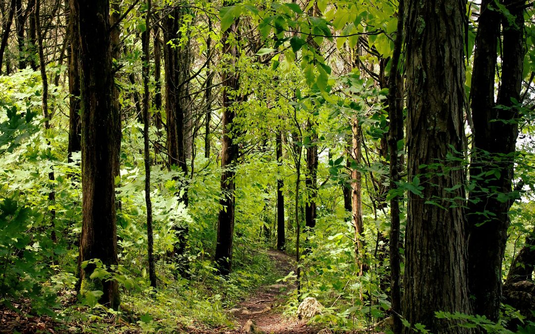 Transform Your Hiking Experience with Mindfulness Techniques