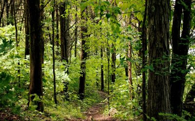 Transform Your Hiking Experience with Mindfulness Techniques